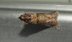 Conobathra hemichlaena