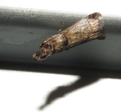 Conobathra hemichlaena