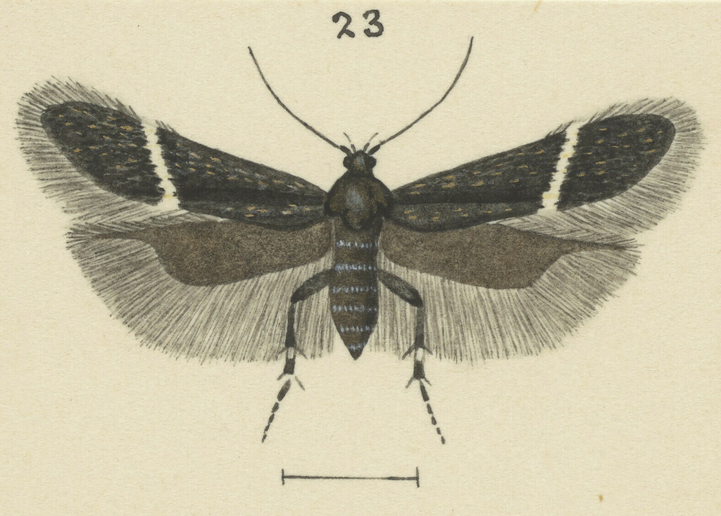 Athrips zophochalca