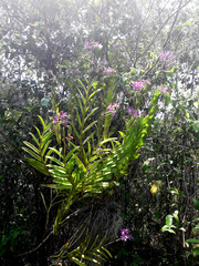 Epidendrum flexuosum