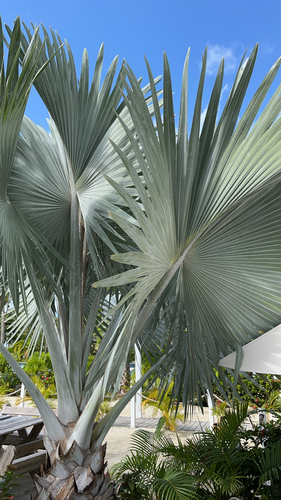 Bismarck Palm