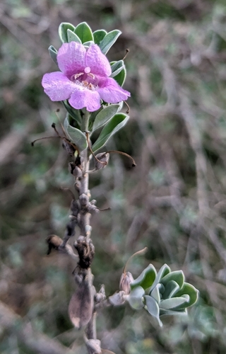 Foto de Sálvia-do-Texas