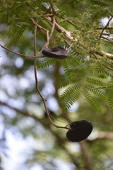 Enterolobium