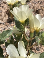 Mentzelia tricuspis