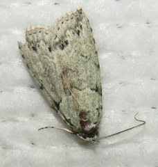 Calathusa basicunea