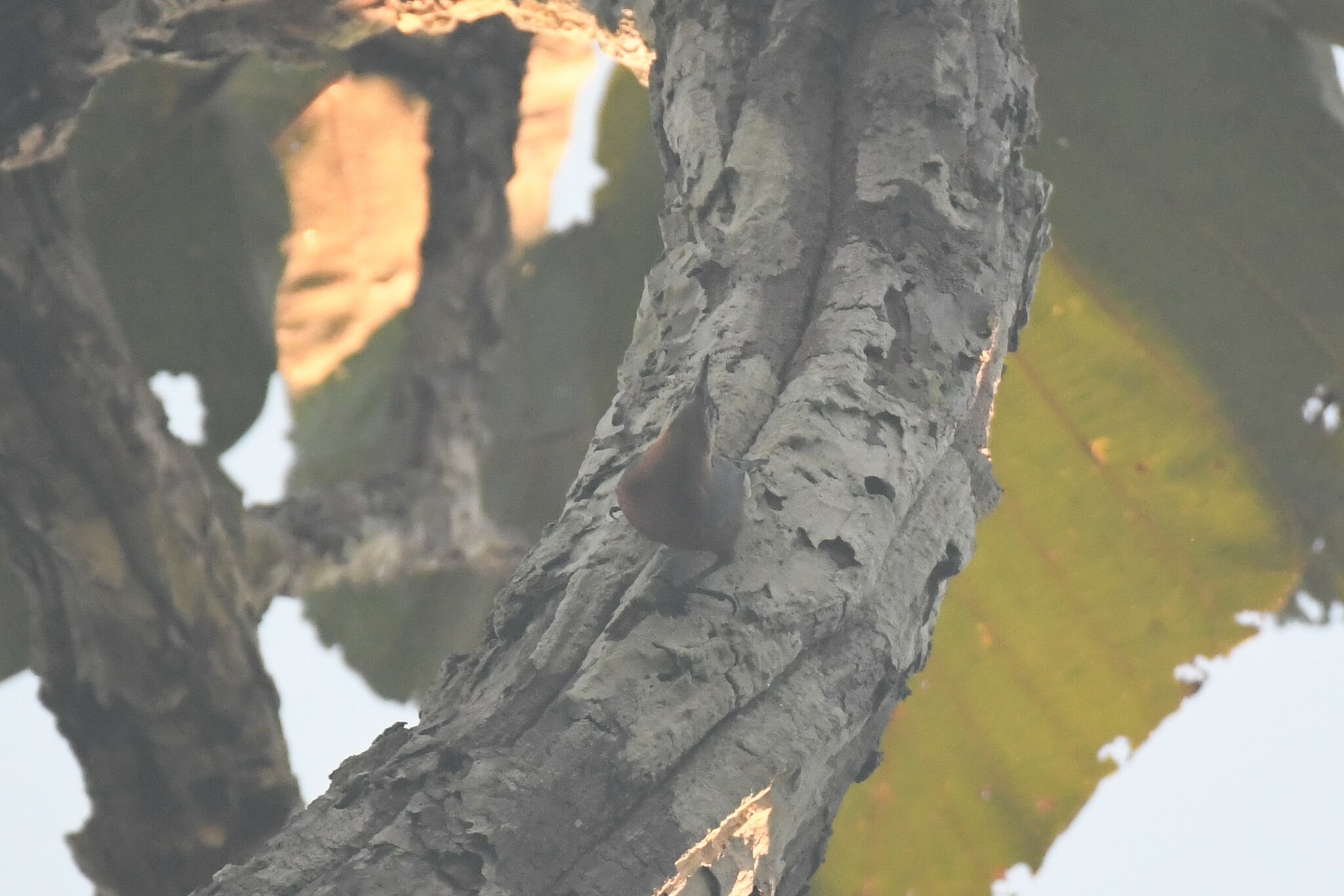 Burmese Nuthatch (Sitta neglecta), photo 4