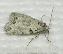 Calathusa basicunea