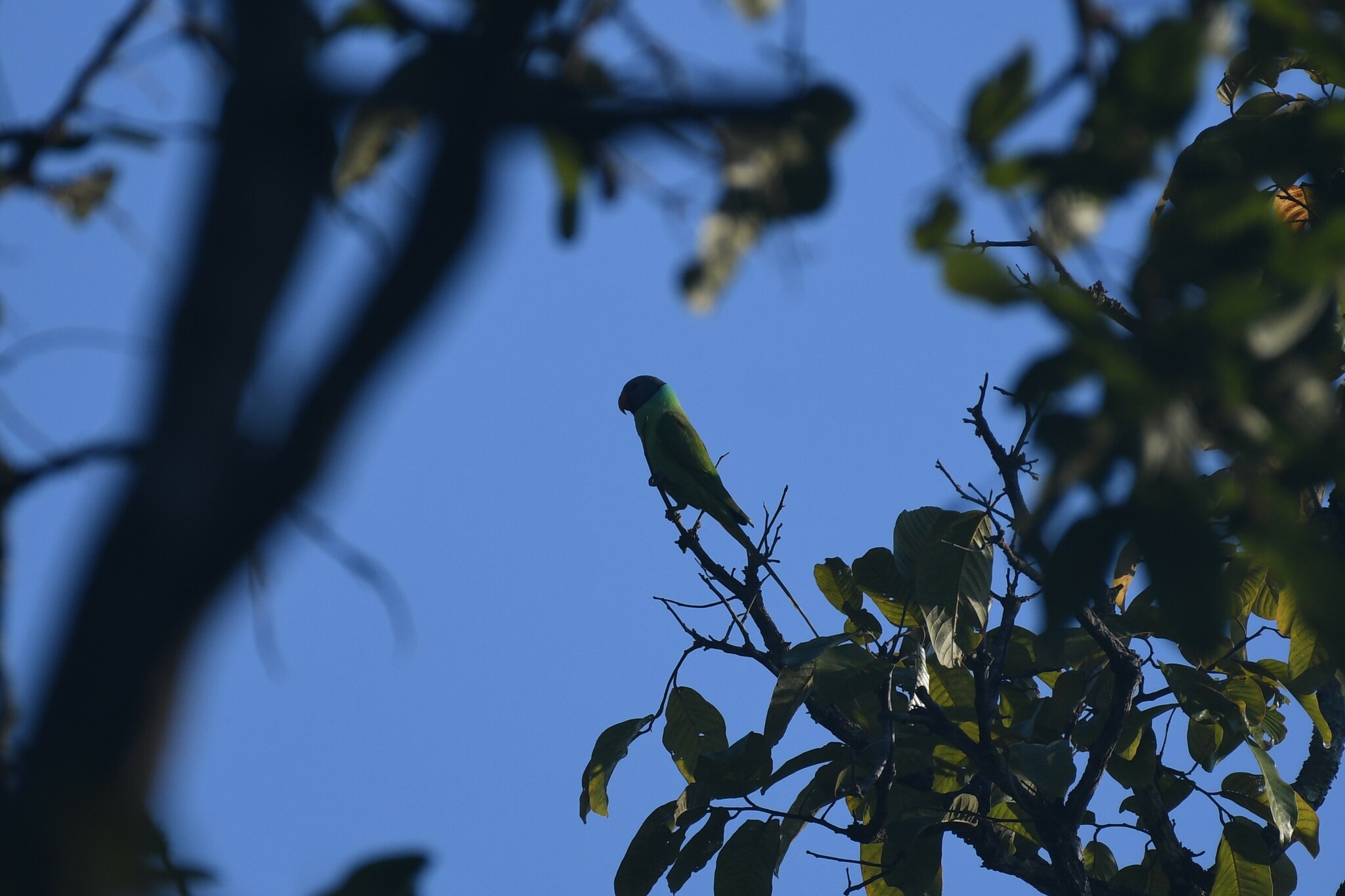 Grey-headed Parakeet