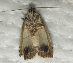 Calathusa basicunea