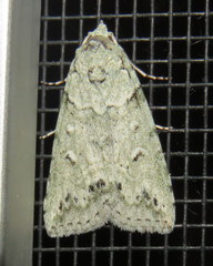 Calathusa basicunea