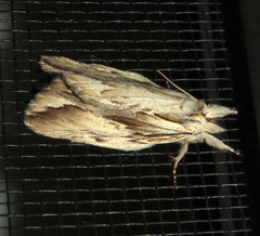 Ecnomodes sagittaria