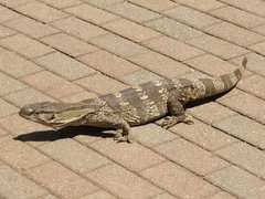 Varanus albigularis