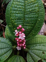 Miconia tococa