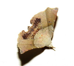 Esthlodora versicolor