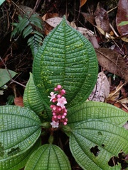 Miconia tococa