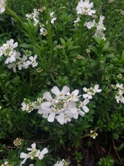 Iberis