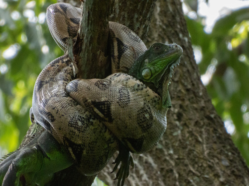 Boa Constrictor observed near Parque Tomás Garrido Canabal, Villahermosa, Tab., MX, (c) Alberto G. Nadal, some rights reserved (CC BY-NC)