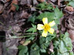 Ranunculus sierrae-orientalis