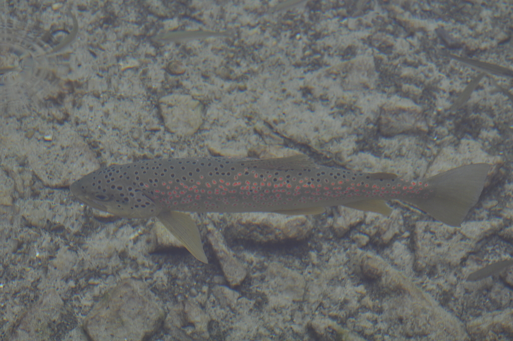 Ohrid trout (Salmo letnica) — Salmonidae