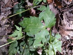 Ranunculus sierrae-orientalis