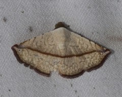 Eublemma perversicolor