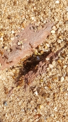 Forelius pruinosus