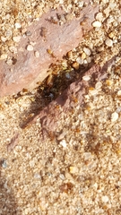 Forelius pruinosus