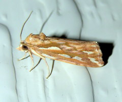 Meyrickella torquesauria