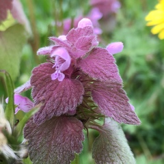Lamium purpureum purpureum
