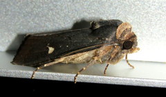 Proteuxoa cinereicollis