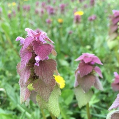 Lamium purpureum purpureum