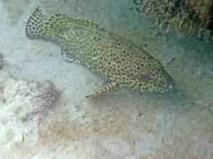 Rock Hind