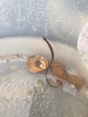 Nerophis lumbriciformis