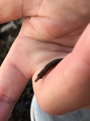 Nerophis lumbriciformis