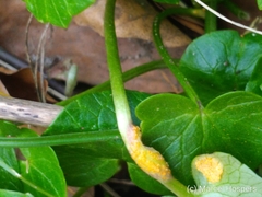 Uromyces rumicis