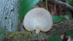 Lentinula boryana
