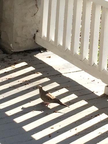Mourning Dove photographed in Kansas