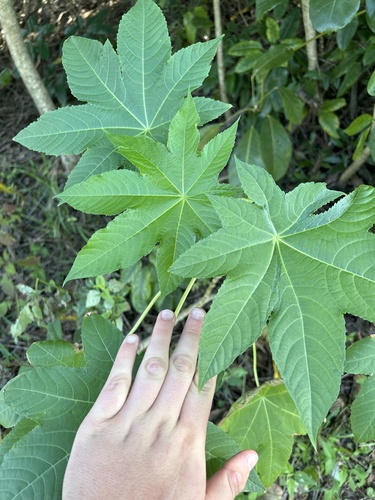 Foto de Mamona