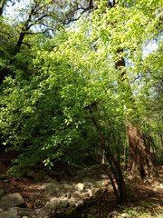 Acer negundo texanum