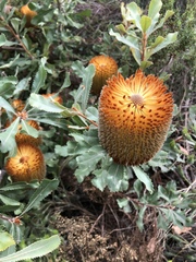 Banksia ornata