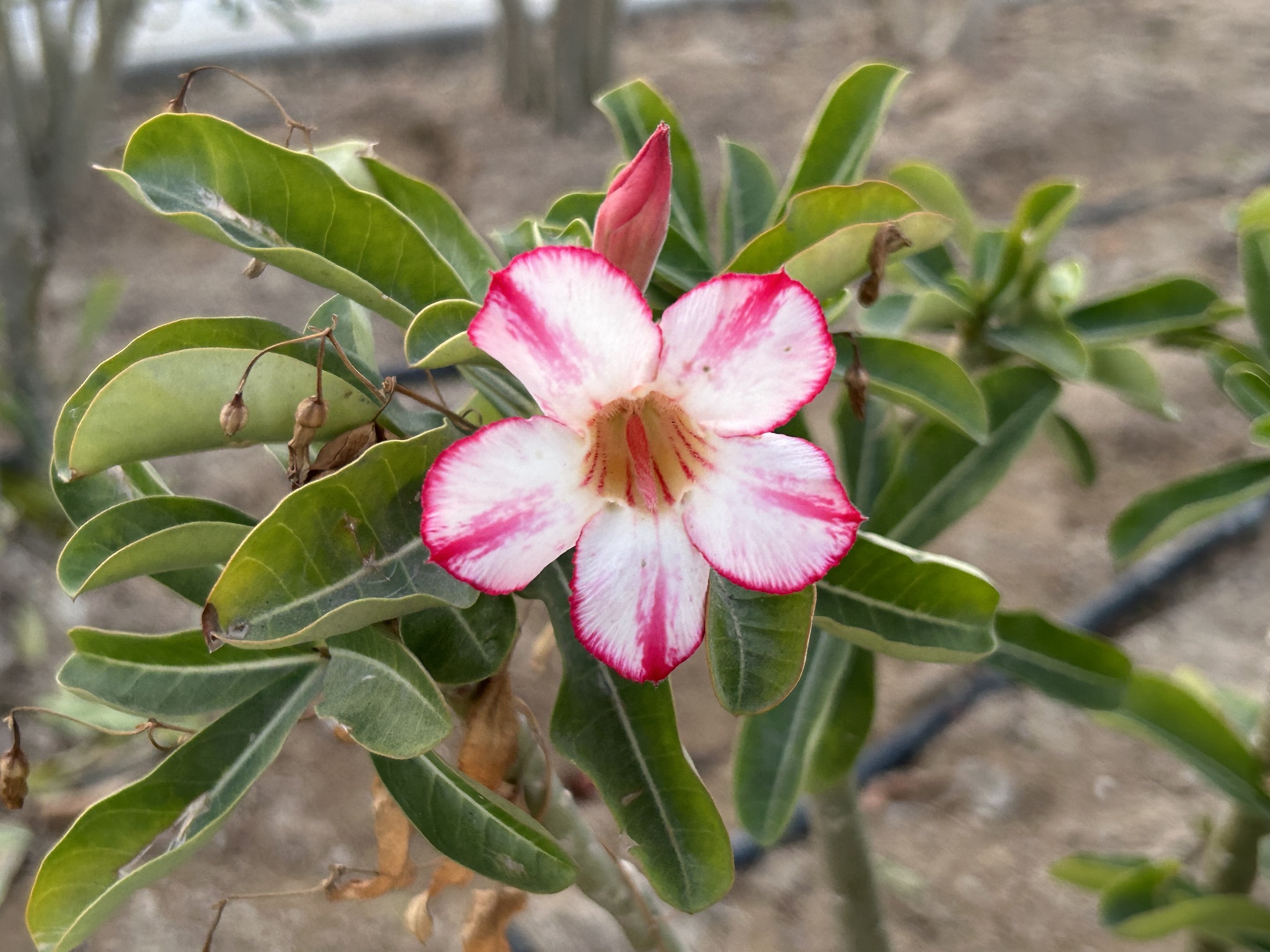 Imagem de Rosa do deserto