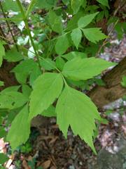 Acer negundo texanum
