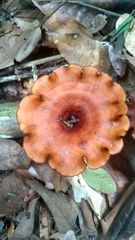 Polyporus leprieurii