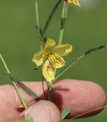 Chamaecrista comosa