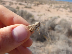Dericorys carthagonovae