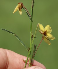 Chamaecrista comosa