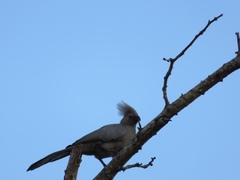 Corythaixoides concolor concolor