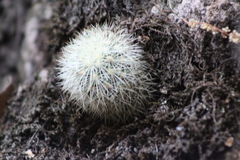 Mammillaria densispina