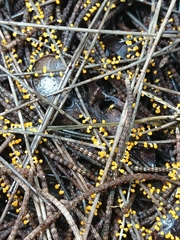 Physarum melleum