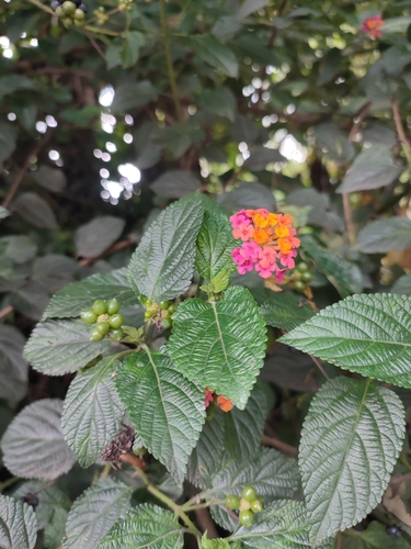 Foto de Cambará